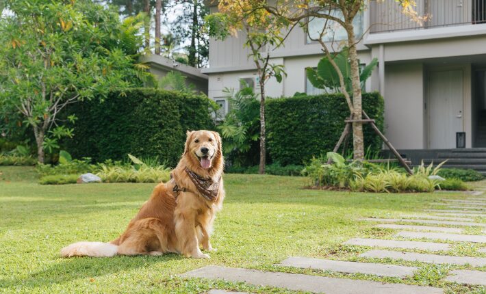Avani puts a “Paws” on pet fees as ‘dogs stay free’ for International Dog Day