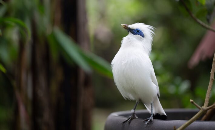 Bali Starlings set free at Anantara Ubud Bali Resort