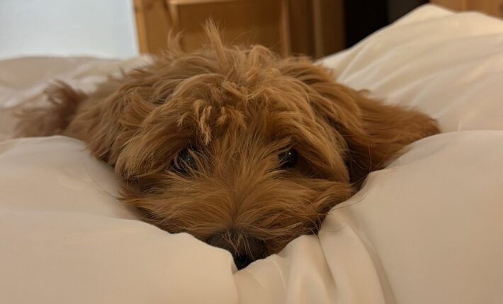 Our office dog Nelly loves luxury!