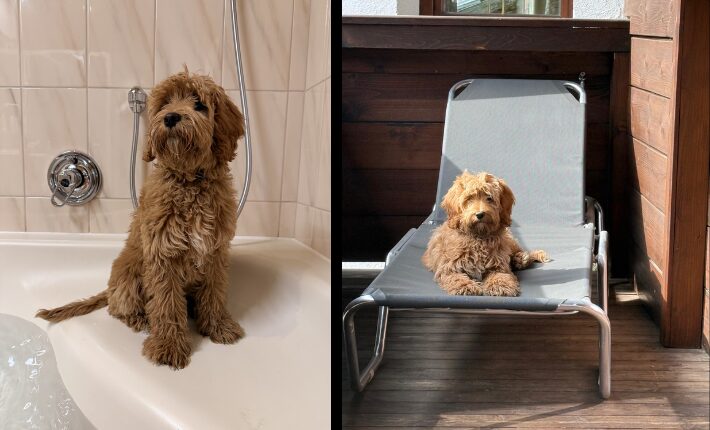 Our office dog Nelly loves luxury!