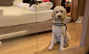 Our office dog Jimmy loves luxury!