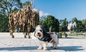 Stickelius Monument with dog - Helsinki Partners - The Doggy Route to Happiness
