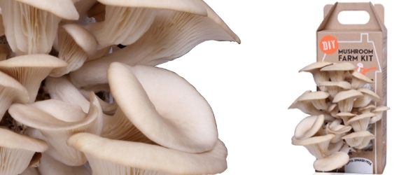 GRO Mushrooms
