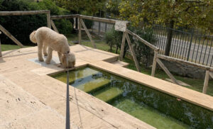 a small natural thermal spring for dogs at Lifestyle & Thermal Retreat Fonteverde