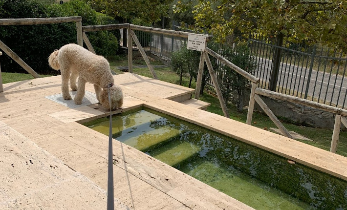 A thermal dedicated dog pool at Lifestyle & Thermal retreat Fonteverde
